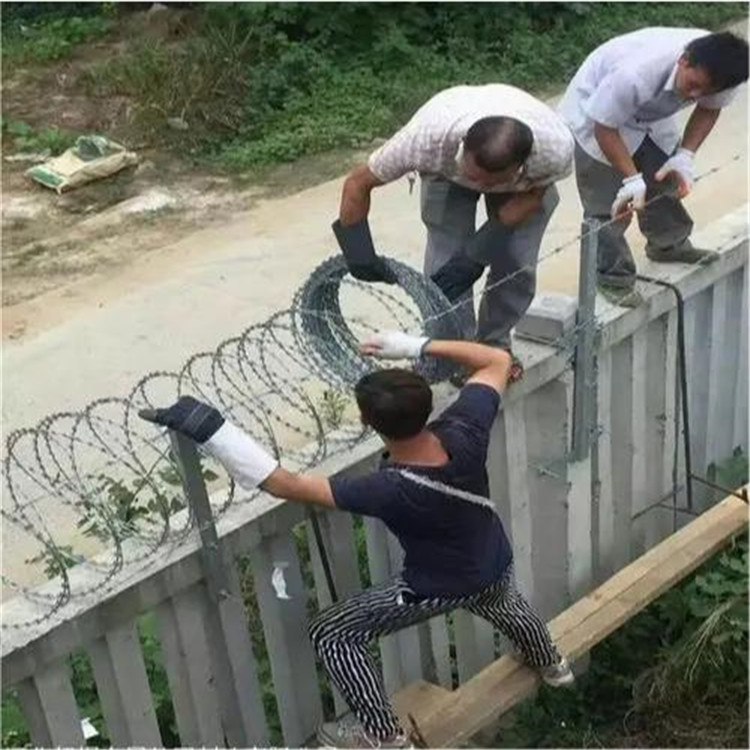 上海刀刺网